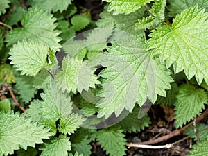 Stinging Nettle