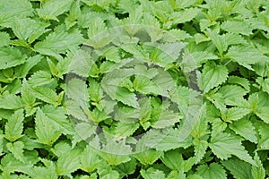 Stinging nettles