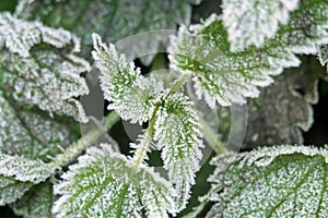 Stinging Nettles