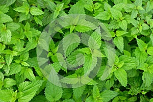 stinging nettles in a full frame