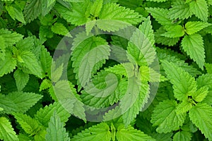 stinging nettles in a full frame