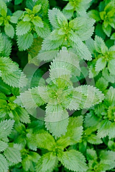 Stinging nettles, growing as a herb
