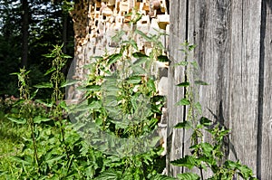 Stinging nettles next to a woodshed