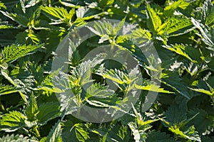 Stinging nettles texture