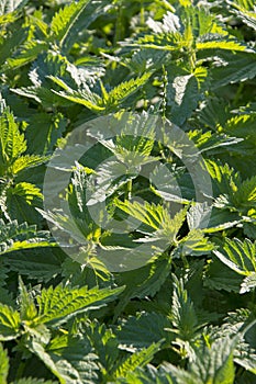 Stinging nettles texture