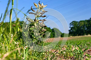 Stinging nettles treated with Glyphosate