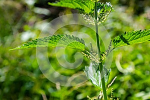 Stinging nettles Urtica dioica in the garden. Green leaves with serrated edges