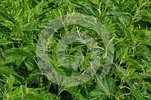 Stinging nettles Urtica dioica in the garden. Green leaves with serrated edges