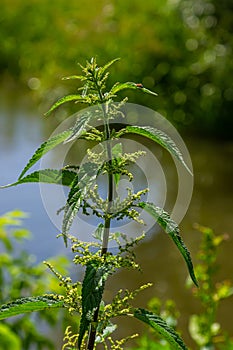 Stinging nettles Urtica dioica in the garden. Green leaves with serrated edges