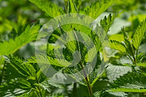 Stinging nettles Urtica dioica in the garden. Green leaves with serrated edges