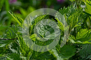 Stinging nettles Urtica dioica in the garden. Green leaves with serrated edges