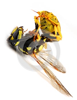 Stinging Yellow Jacket Wasp