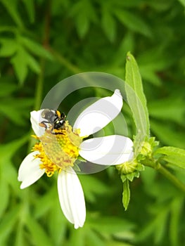 Stingless bee