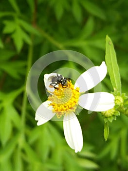 Stingless bee