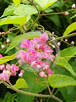 Stingless bee Collect Honey