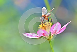 Stingless Bee Collecting Pollen