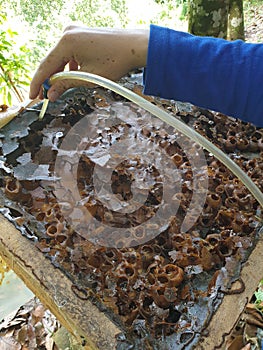 Stingless bee harvesting