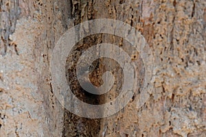 stingless bee hive in tree. insect nest