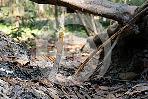 stingless bee hive in tree. insect nest