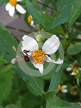 Stingless Bee,Kelulut Bee