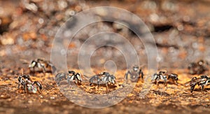 Stingless bee living in metal hole close up