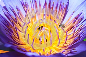 Stingless bee on purple waterlily