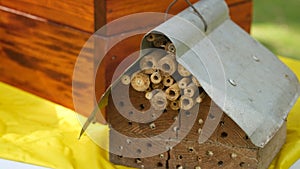 Stingless bee or Sugarbag bee nest made from wood and small bamboo.