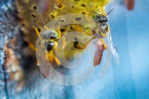 Stingless bees flying around the nest, Stingless bees on nest hole, blue background, Apinae, Brazil