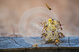 Stingless bees flying around the nest, Stingless bees on nest hole, brown background, Apinae, Brazil