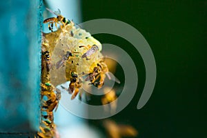 Stingless bees flying around the nest, Stingless bees on nest hole, green background, Apinae, Brazil