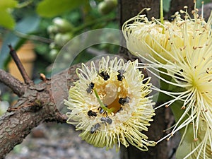Stingless bees