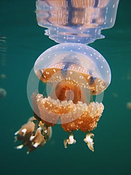 Stingless Jellyfish, Togean Islands