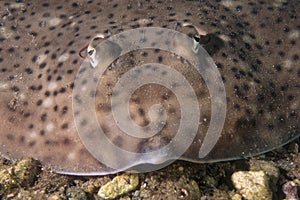 Stingray