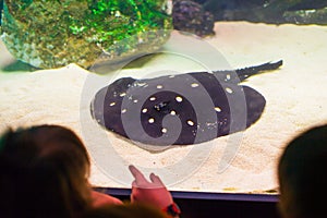 Stingray in aquarium