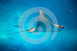 Stingray photo