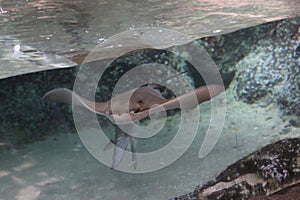 Stingray in a aquarium at the Rotterdam Blijdorp Zoo in the Netherlands photo