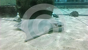 Stingray in the aquarium of a zoo