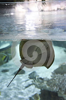 Stingray beautiful fish swimming in the aquarium