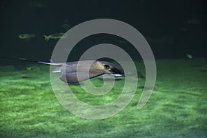 Stingray beautiful fish swimming in the aquarium