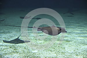 Stingray beautiful fish swimming in the aquarium