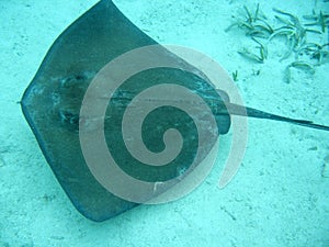 Stingray in belize central america