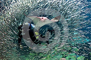 Stingray City. Seoul