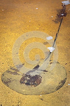 A stingray in the coast of Cahuita National Park (Costa Rica)