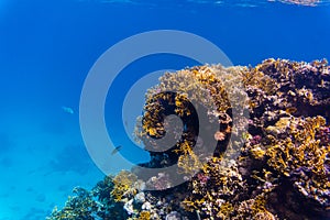Stingray on coral reaf of Sharm El Sheih photo