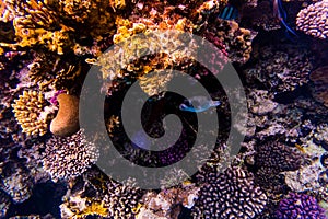 Stingray on coral reaf of Sharm El Sheih photo