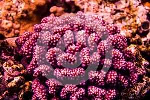 Stingray on coral reaf of Sharm El Sheih photo