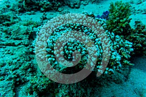 Stingray on coral reaf of Sharm El Sheih photo