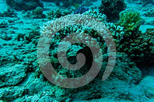 Stingray on coral reaf of Sharm El Sheih photo