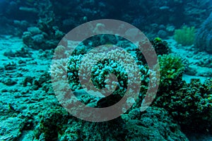 Stingray on coral reaf of Sharm El Sheih photo