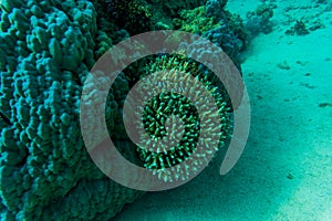 Stingray on coral reaf of Sharm El Sheih photo